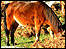 Dartmoor pony