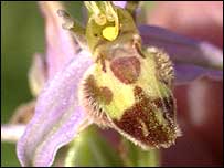 Belgarum Bee Orchid