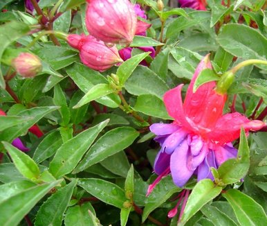 Fuschias in the rain