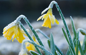 Frosty daffodils