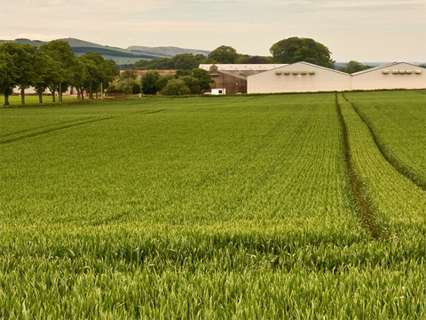 Large field of grass or young grain crop with trees and large agricultural sheds behind. The twin, parallel lines of tractor tracks mark the field.
