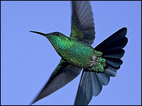 Violet capped woodnymph, Ecuador