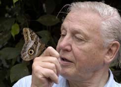 David Attenborough with a morpho butterfly © BBC/Mark Carwardine