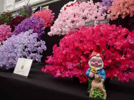 Nicholas the gnome amongst the flowers at Chelsea.