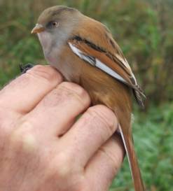 A close up of a female bearded tit