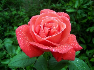 Pink rose