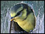 Bluetit