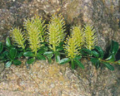 s. retusa
