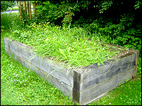 A weed bed