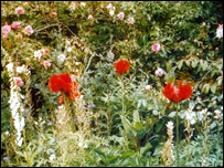 Bridget Spiegl's Garden.