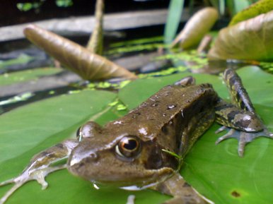 Frog