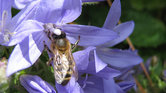 Bee 2