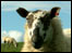 Sheep (photo: Ros Baylis)