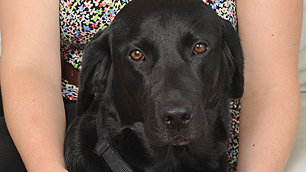 Cara, Andrea's guide dog - Courtesy Coventry Telegraph
