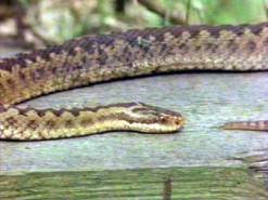 A close up of an adder.