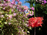Indonesian Gardens