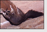 Glis glis in the rafters