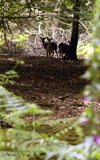 English woodland with deer in the background framed by ferns and foxgloves