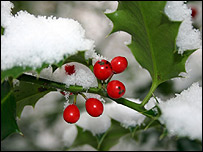 Holly in the snow