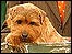 Coco - Crufts 2005