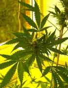 Marijuana plants in a greenhouse