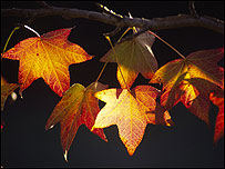 Autumn leaves