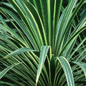 Cordyline, New Zealand cabbage palm