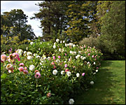 Flowers at Greenway