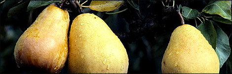 Pear