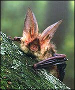 Picture: The brown long-eared bat