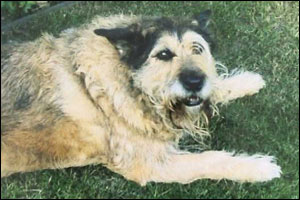 Stuart's Dog Vandal