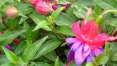 Fuschias in the...