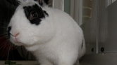 It's a Rabbit!... It's a Rabbit!...
