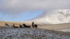 Mountain pony