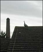 Peacock on the roof