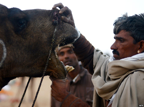 A camel opens its mouth wide.