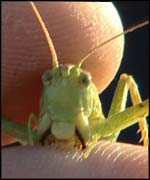 A pet cricket