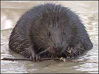 Beaver c/o Newsround