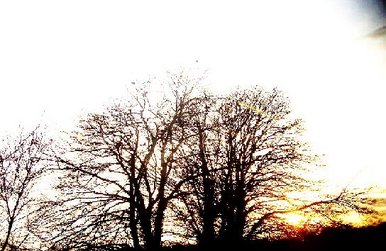 Tree?