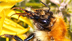 Bee feeding on gorse by Ashley Cohen