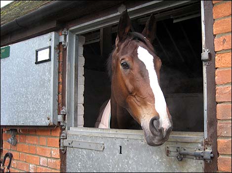 Kauto Star at home: at Manor House Farm, Ditcheat.