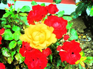 Bright Flowers