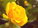 Yellow rose