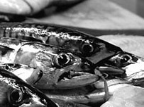 Sample the seafood delights