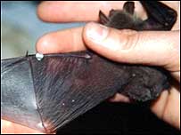 Bat wing