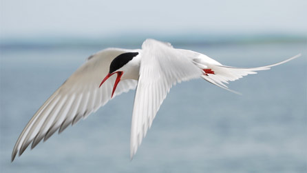 Artic Tern in flight by Martin Aaron