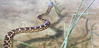 an anaconda