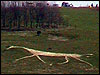 White Horse at Hackpen Hill