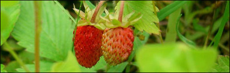 Alpine strawberries