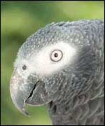African Grey Parrot